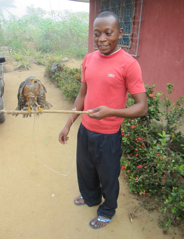 Student Sylvester with the kite he trapped and later released.  He               looks young, but he’s 28 and quite a hunter.